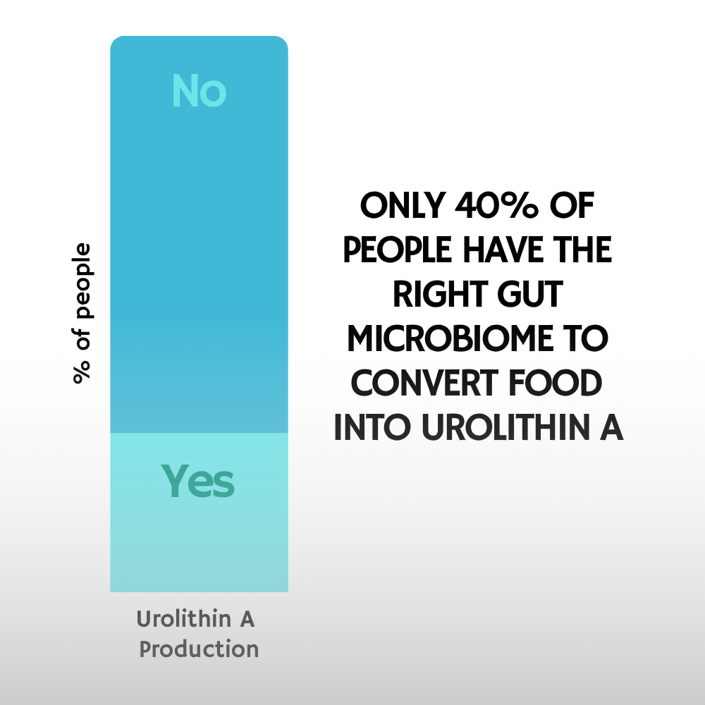 Bar chart showing the percentage of people with the right gut microbiome to convert food into Urolithin A.