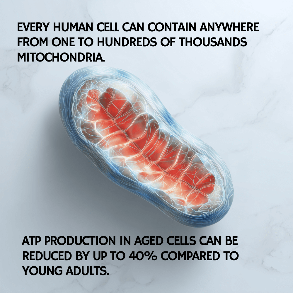 Mitochondrion with text about mitochondrial function and aging